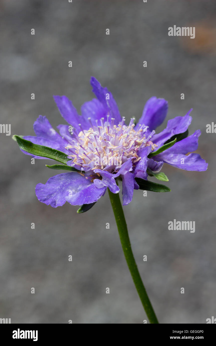 Large blue scabious flower of the hardy perennial, Scabiosa caucasica 'Fama Deep Blue' Stock Photo