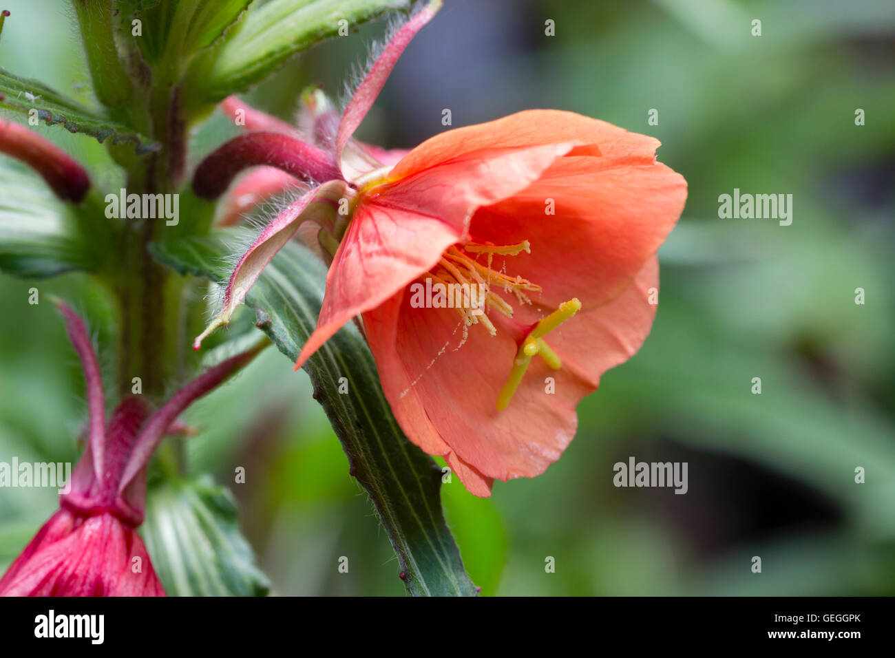 Red flower of the summer flowering evening primrose Oenothera versicolor 'Sunset Boulevard' Stock Photo