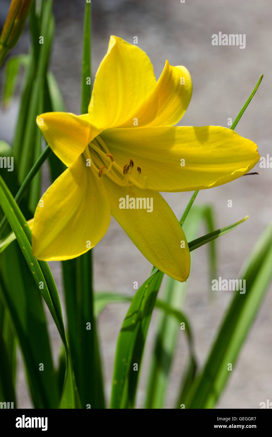 Yellow flower of the hardy perennial day lily, Hemerocallis 'Lemon Bells' Stock Photo