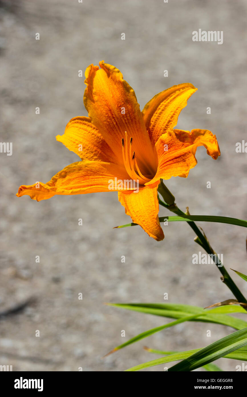 Vivid yellow orange trumpet flower  of the day lily, Hemerocallis 'Burning Daylight' Stock Photo