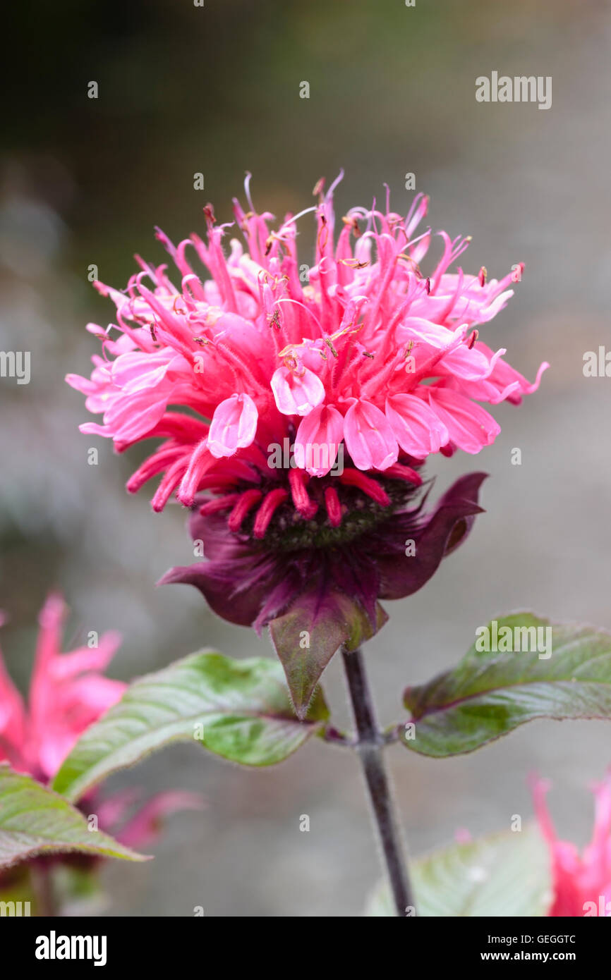 Tubular pink flowers in the head of the Bergamot, Monarda 'Beauty of Cobham' Stock Photo
