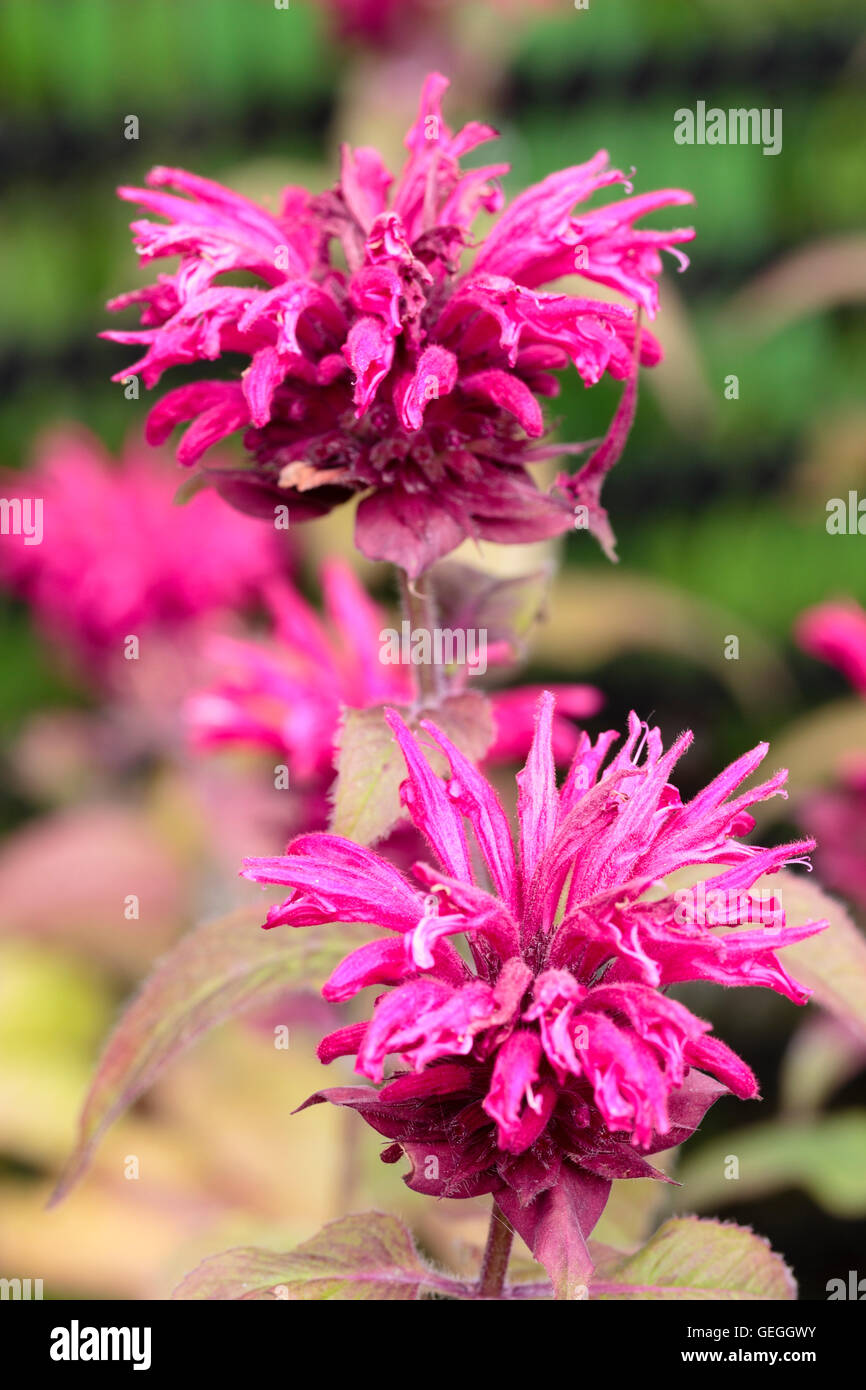 Red pink flowers in whorls of the bergamot, Monarda 'Earl Grey' Stock Photo  - Alamy