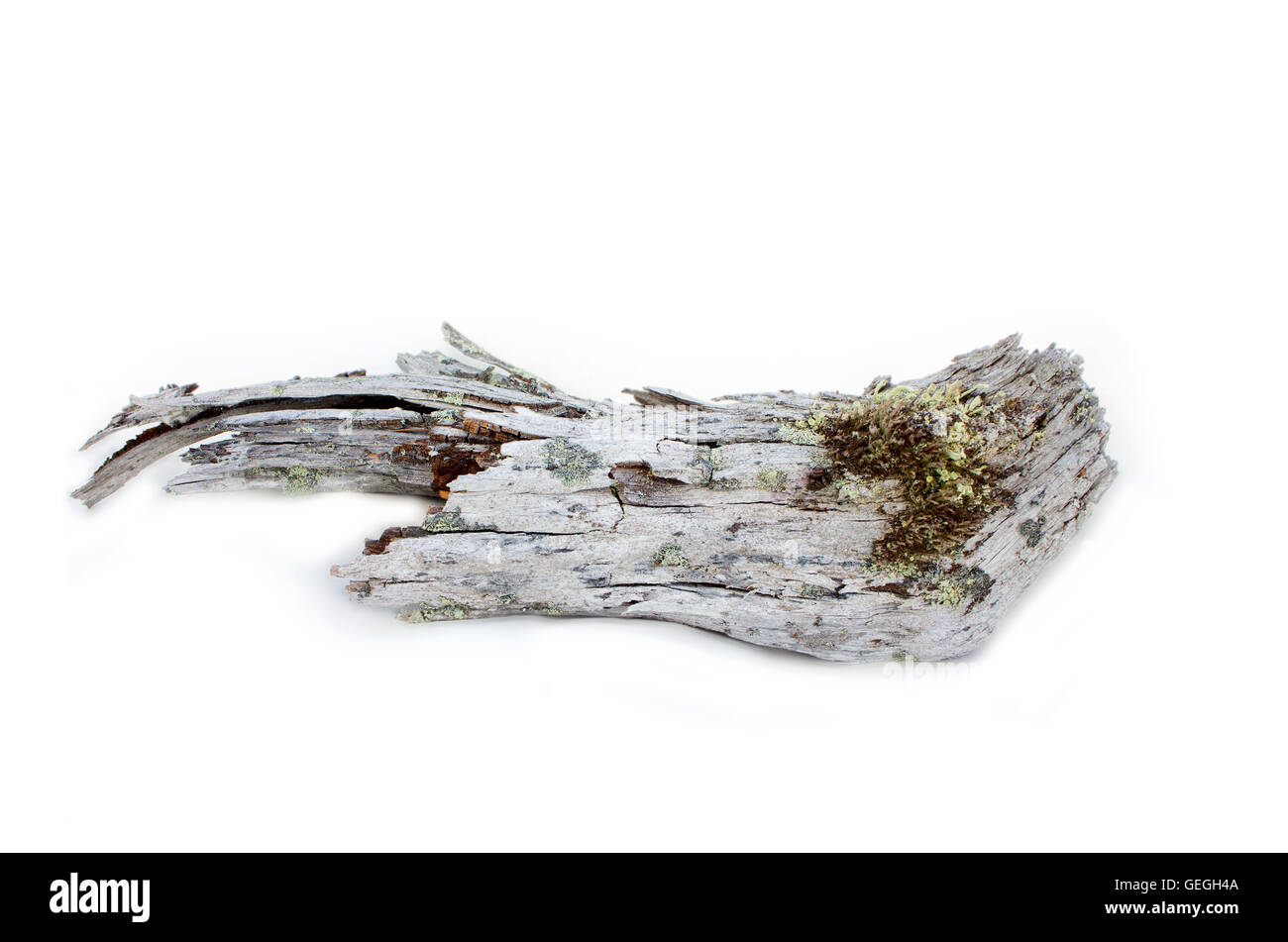 piece of untouched died of natural causes tree Stock Photo