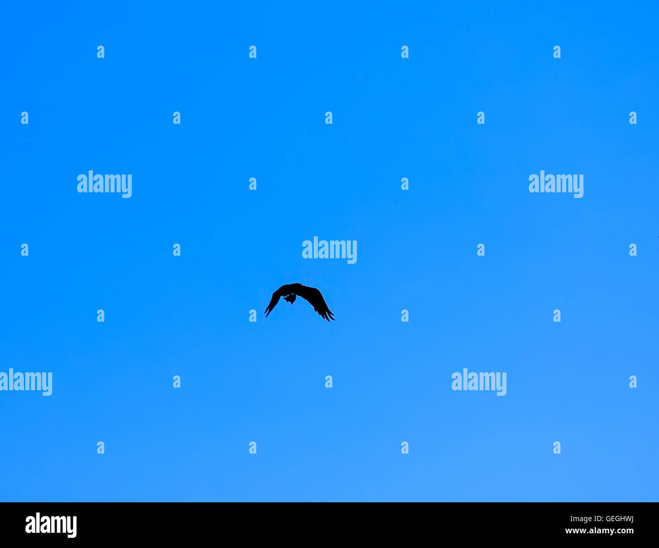 silhouette of flying osprey Pandion haliaetus with fish on blue sky ...