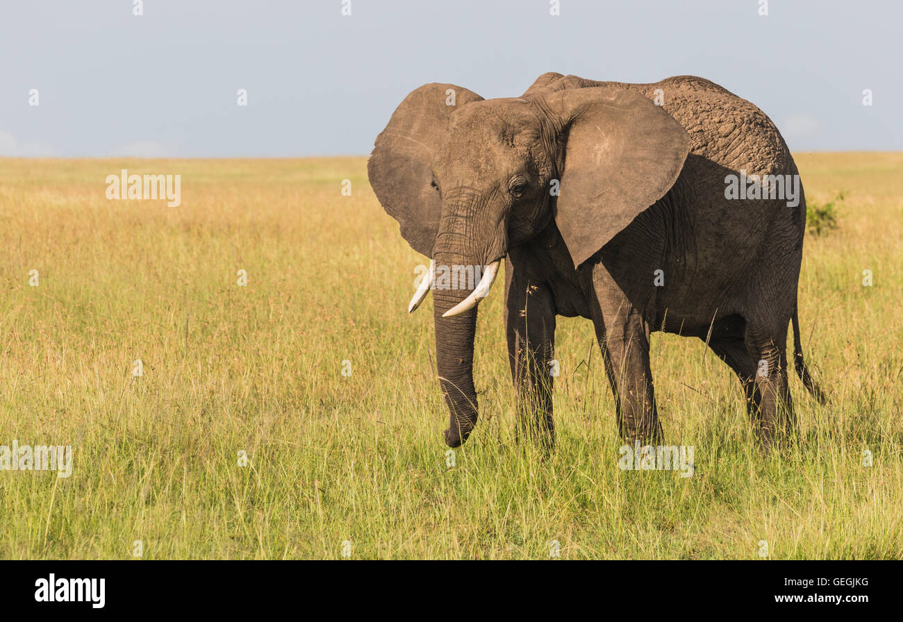 Big elephant on the savanna walking in grass and looking towards the camera, Masai Mara, Kenya, Africa Stock Photo