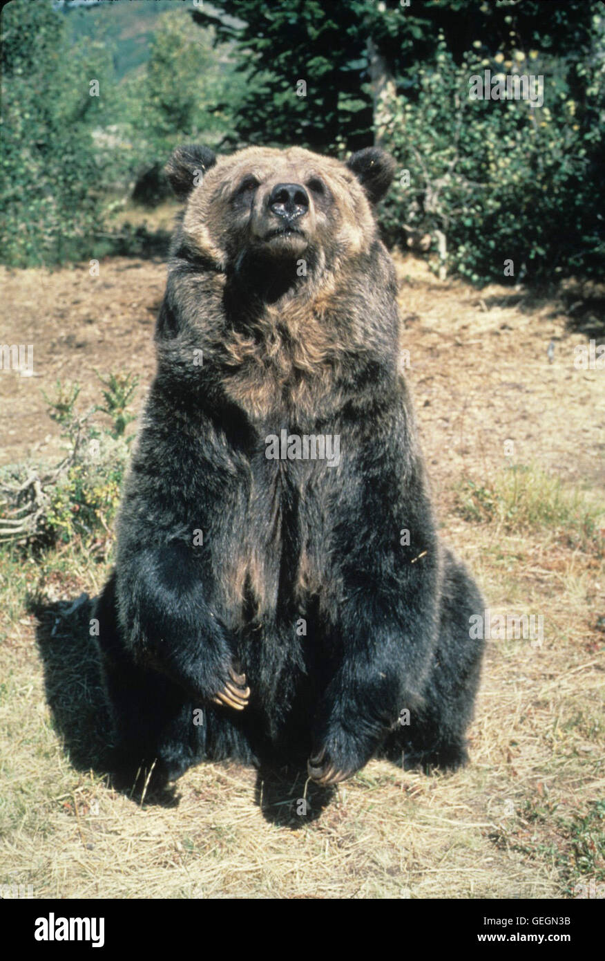 Szenenbild, Capture Of Grizzly Adams, The, Grizzly Adams Auf Der