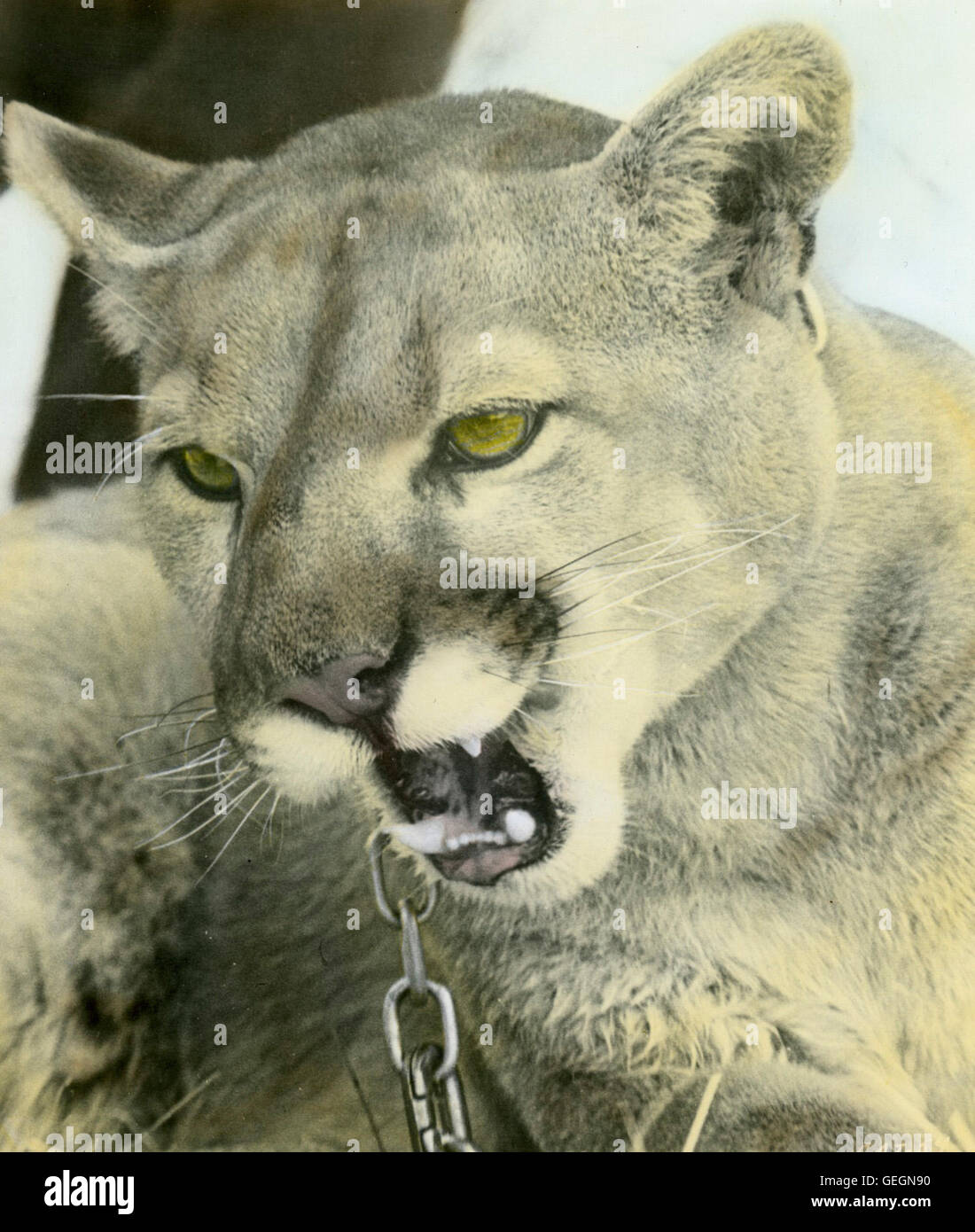 Der puma hi-res stock photography and images - Alamy