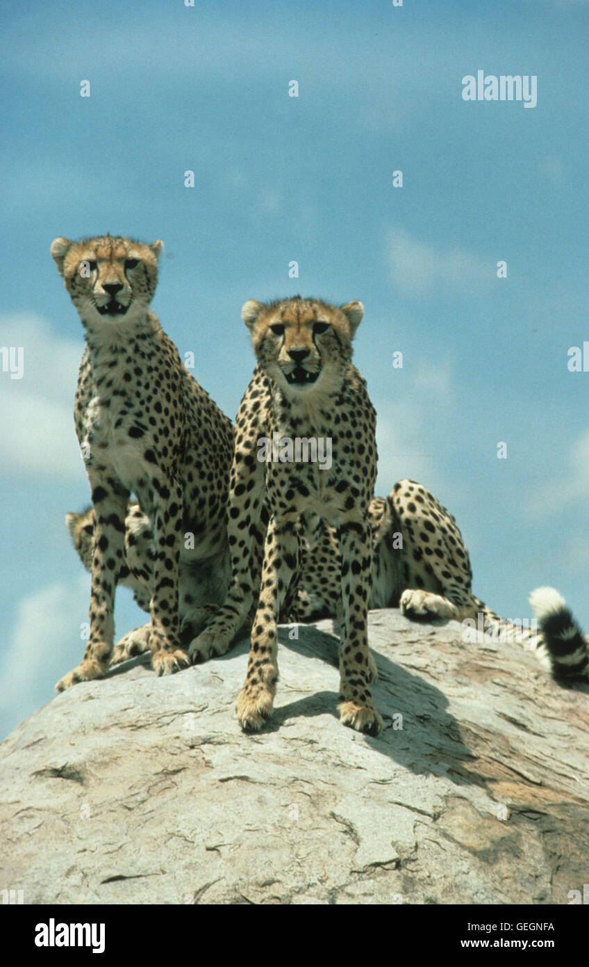 Szenenbild, Cheetahs: The Winning Streak, Zaertliche Bestien - Geparde In Der Serengeti Stock Photo