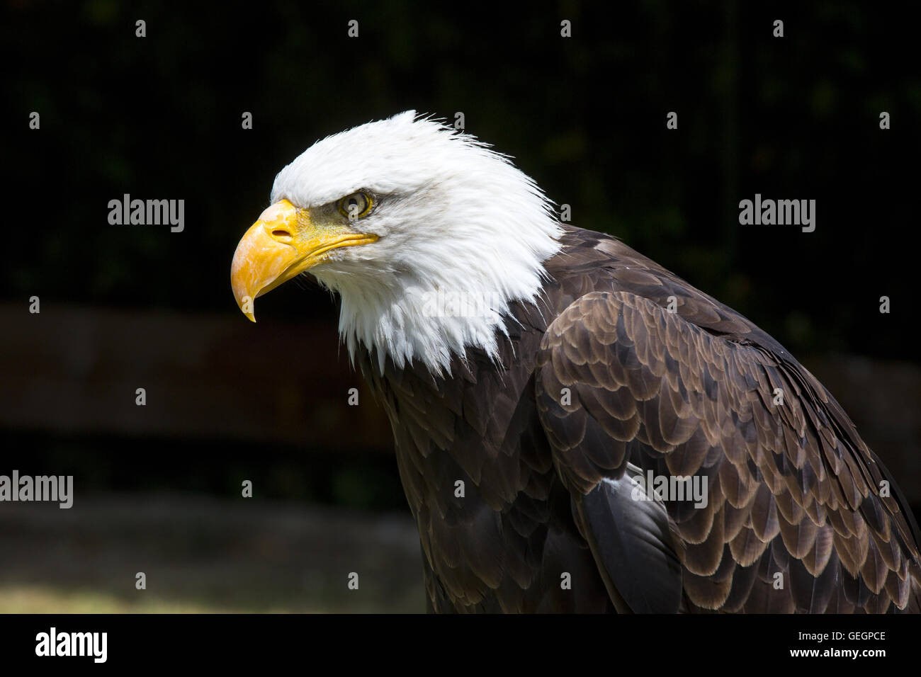 Beautiful north american bald eagle. Stock Photo