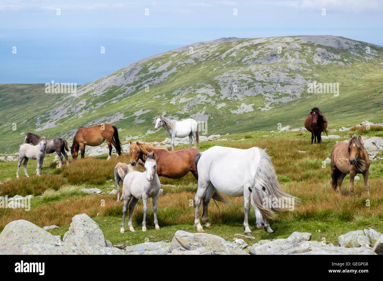 Wild Welsh Mountain Ponies with foals on slopes of Garnedd Gwenllian in Carneddau mountains of Snowdonia National Park Eryri in summer. north Wales UK Stock Photo