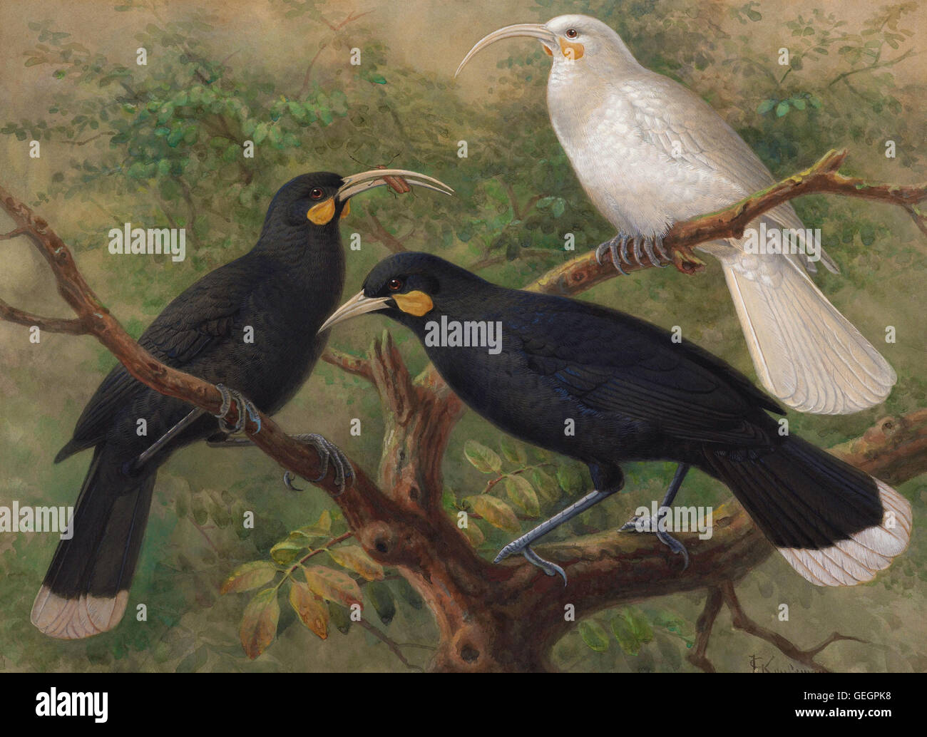 J. G. Keulemans - Three Huia (Heteralocha acutirostris) Stock Photo