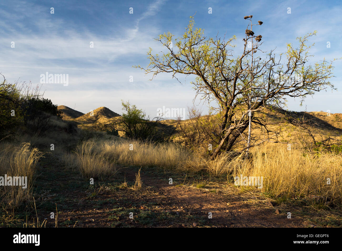 Mesquite tree arizona hires stock photography and images Alamy