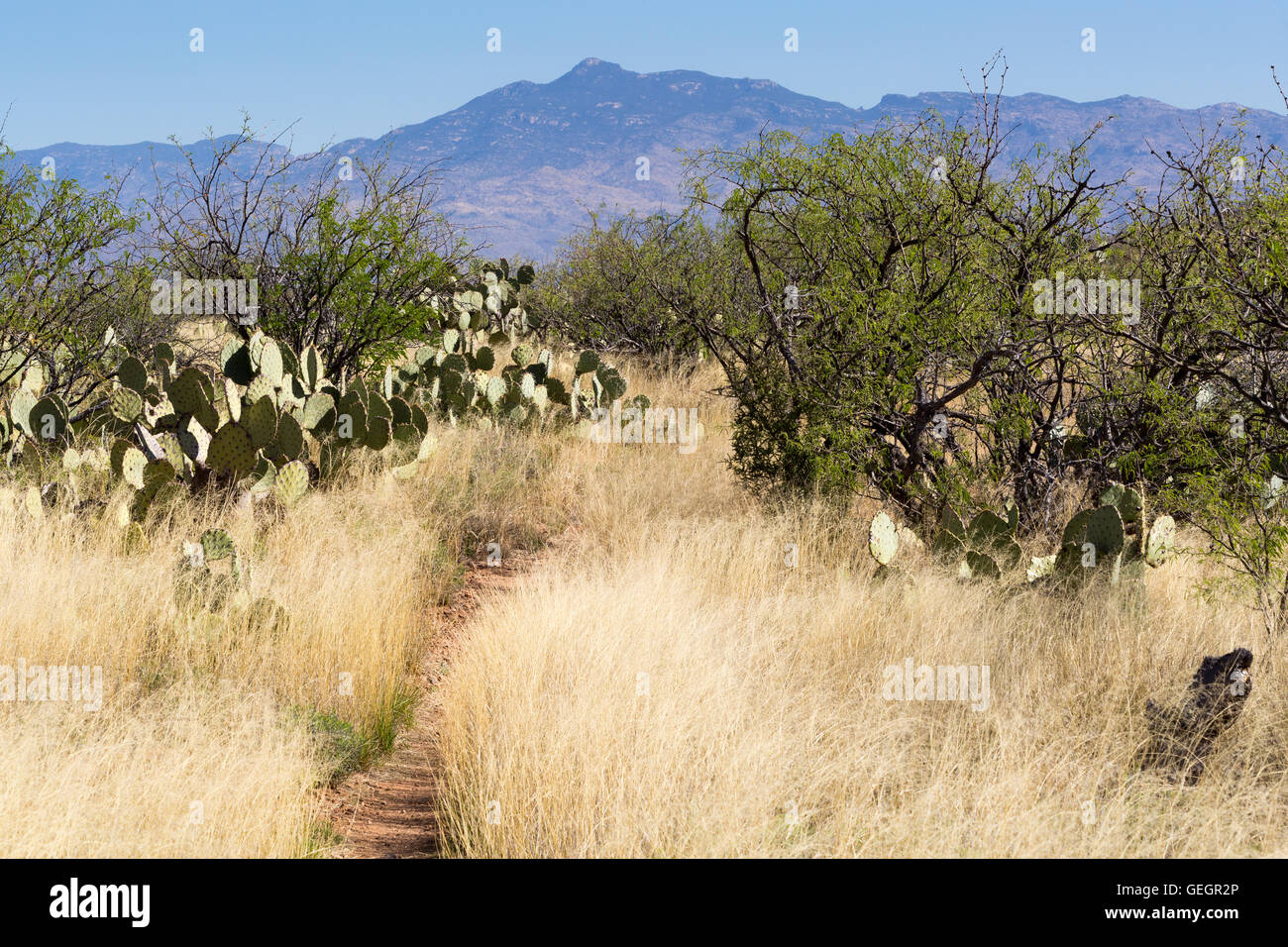 The Arizona Trail winding through mesquite trees and prickly pear cactus. Las Cienegas National