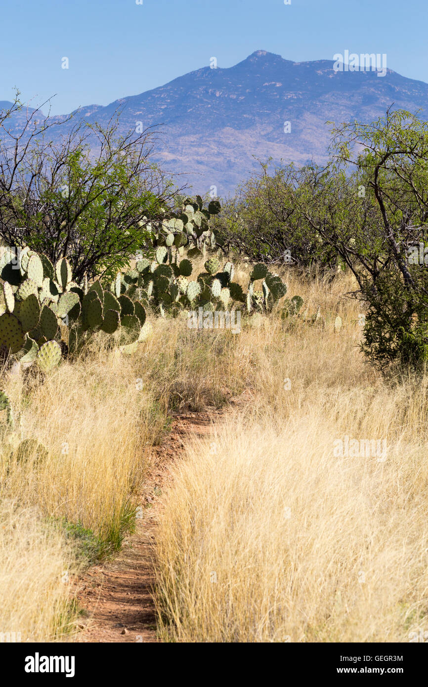 The Arizona Trail winding through mesquite trees and prickly pear cactus . Las Cienegas National