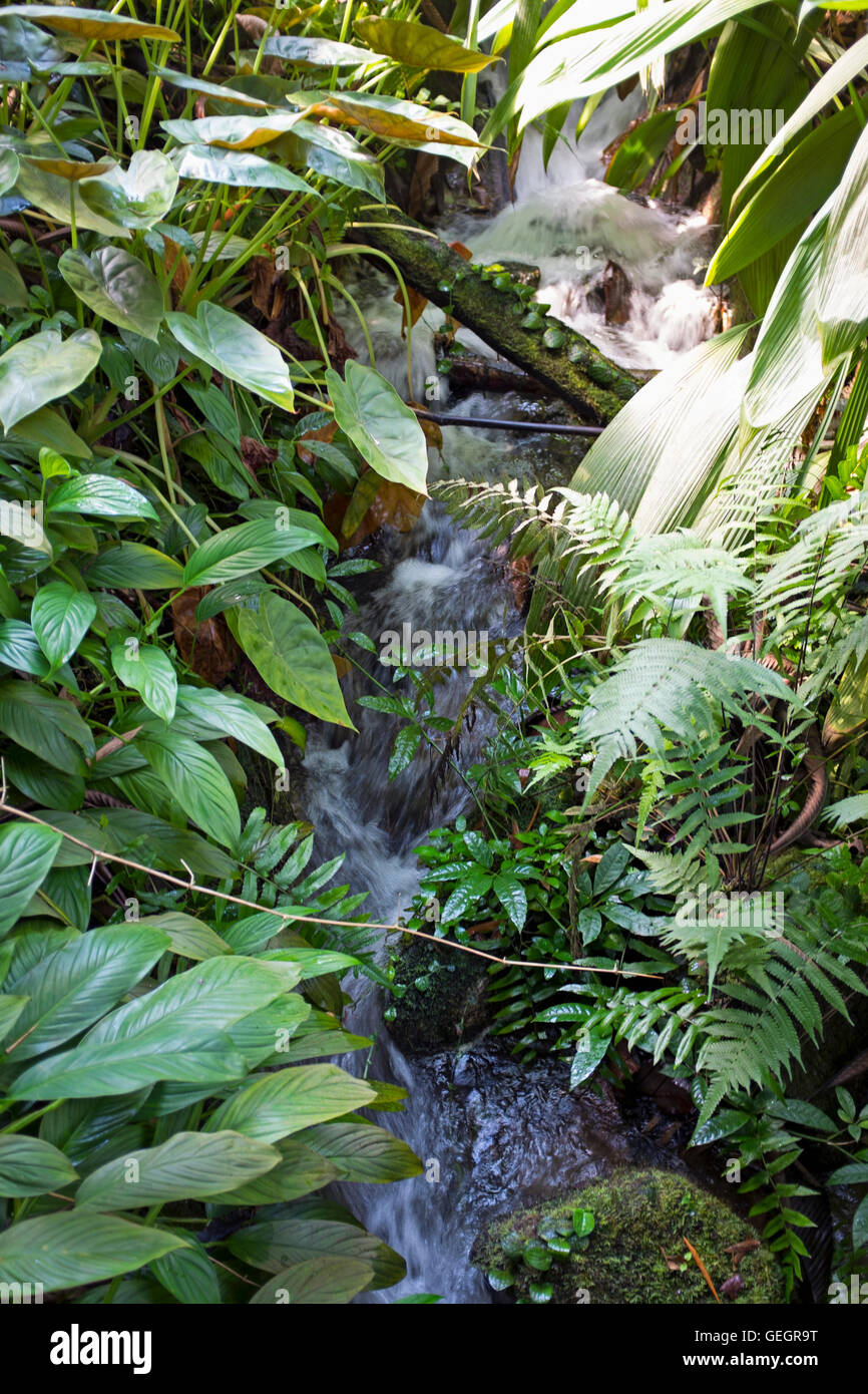 Tropical rainforest foliage hi-res stock photography and images - Alamy
