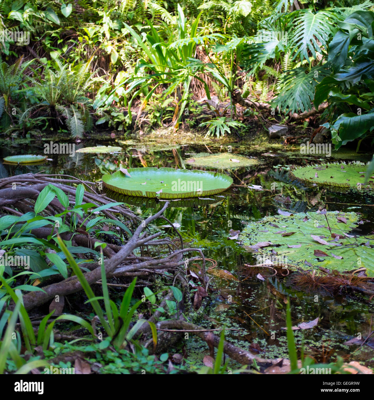 Lily Pads in a tropical pond. Stock Photo