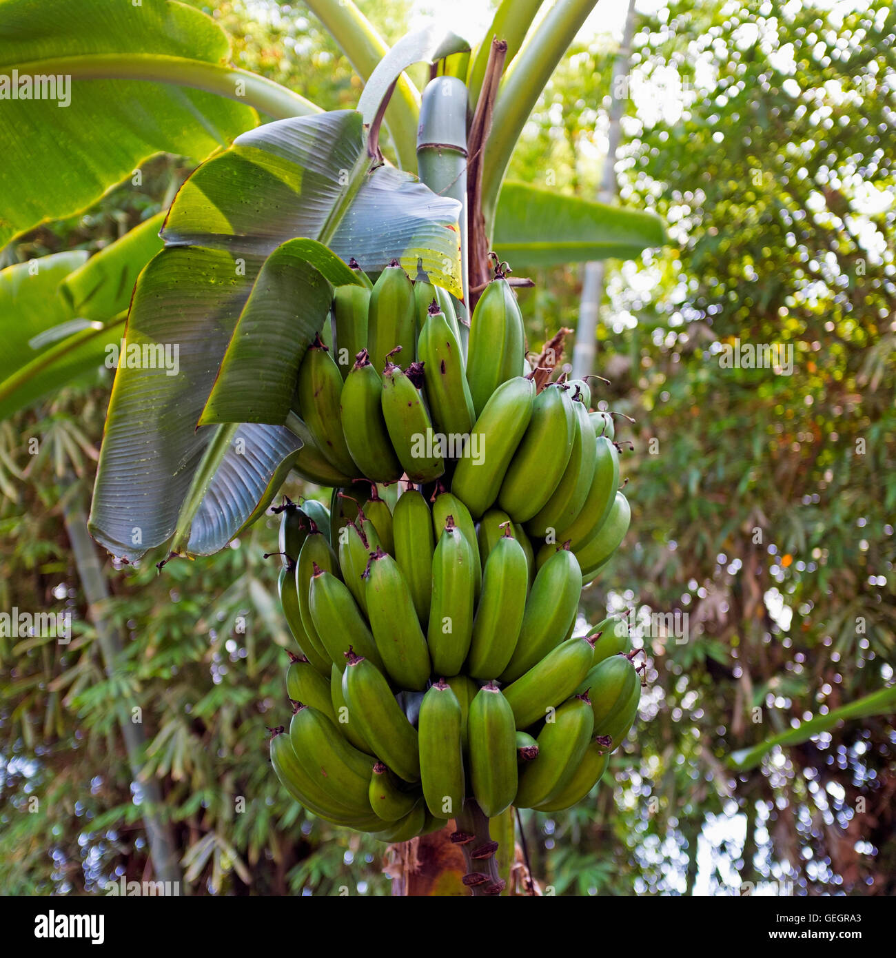 Banana tree. Stock Photo