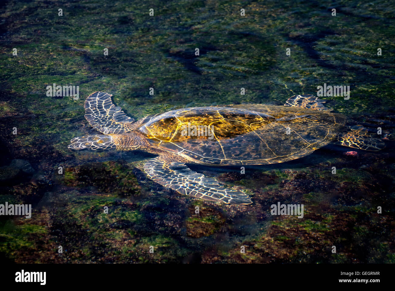 Green sea turtle in shallow water.. Hawaii Stock Photo