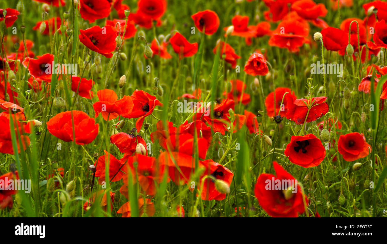Roter Klatschmohn - Red Poppies - Poppy Stock Photo
