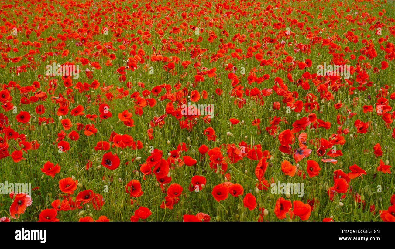 Countless Red Poppies - Rotes Klatschmohnfeld Stock Photo