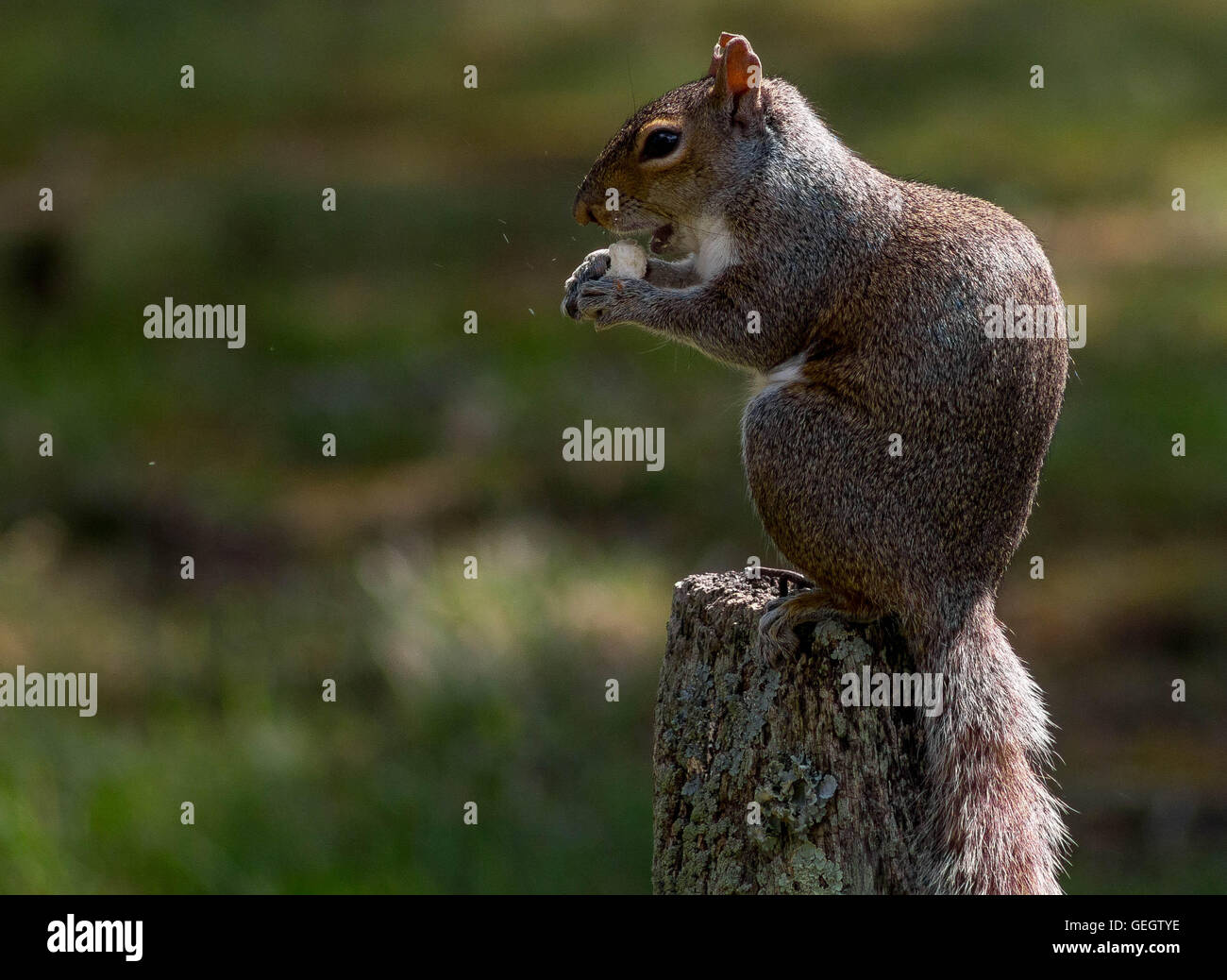 Eastern Gray Squirrel Stock Photo - Alamy