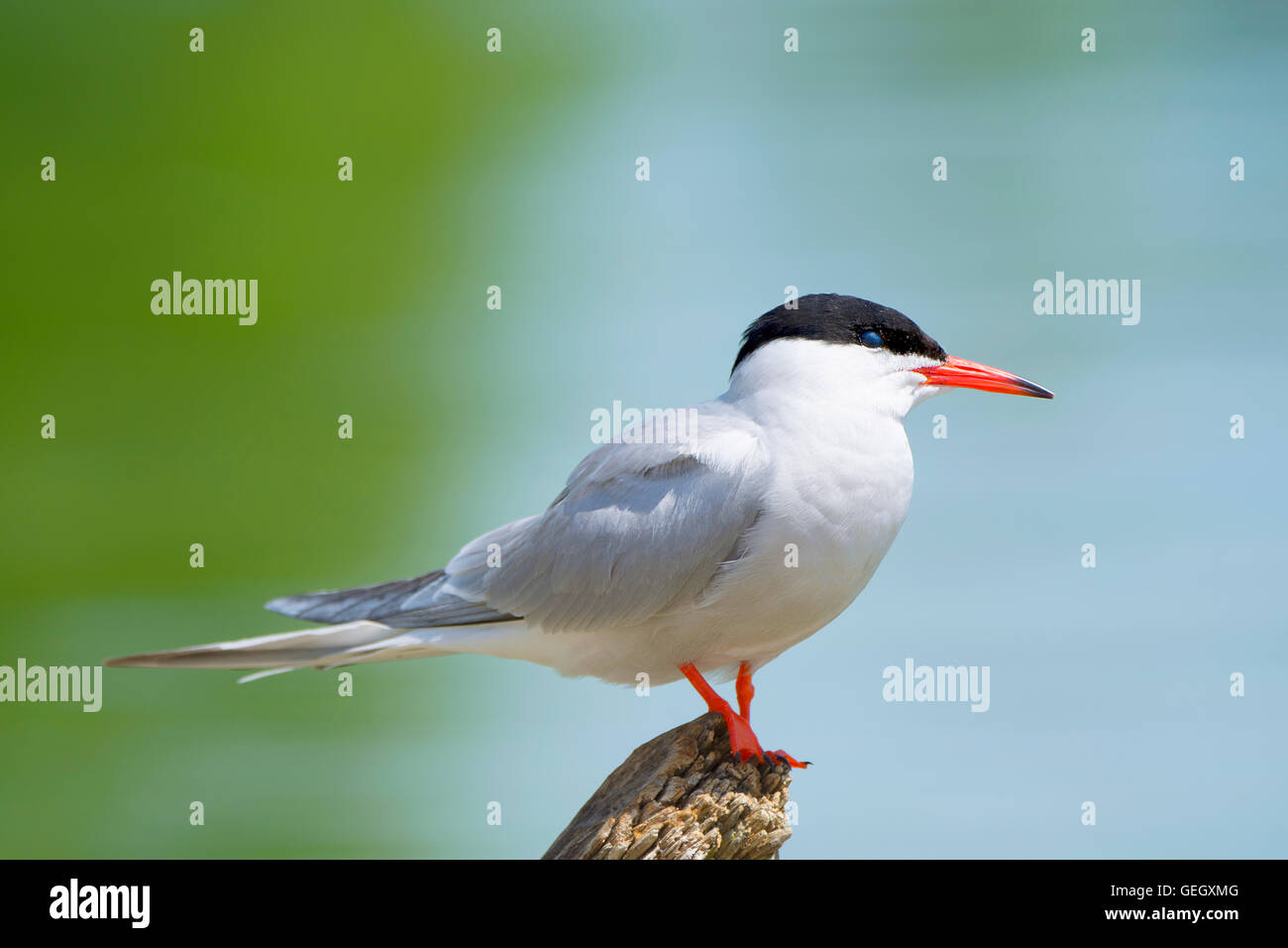 Common Tern, Sterna Hirundo, Seabird Stock Photo