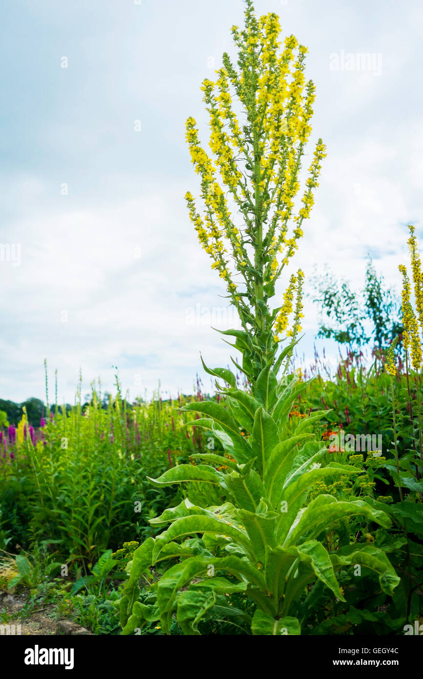 Verbascum or Mullein plant in flower in July in North Yorkshire Stock Photo