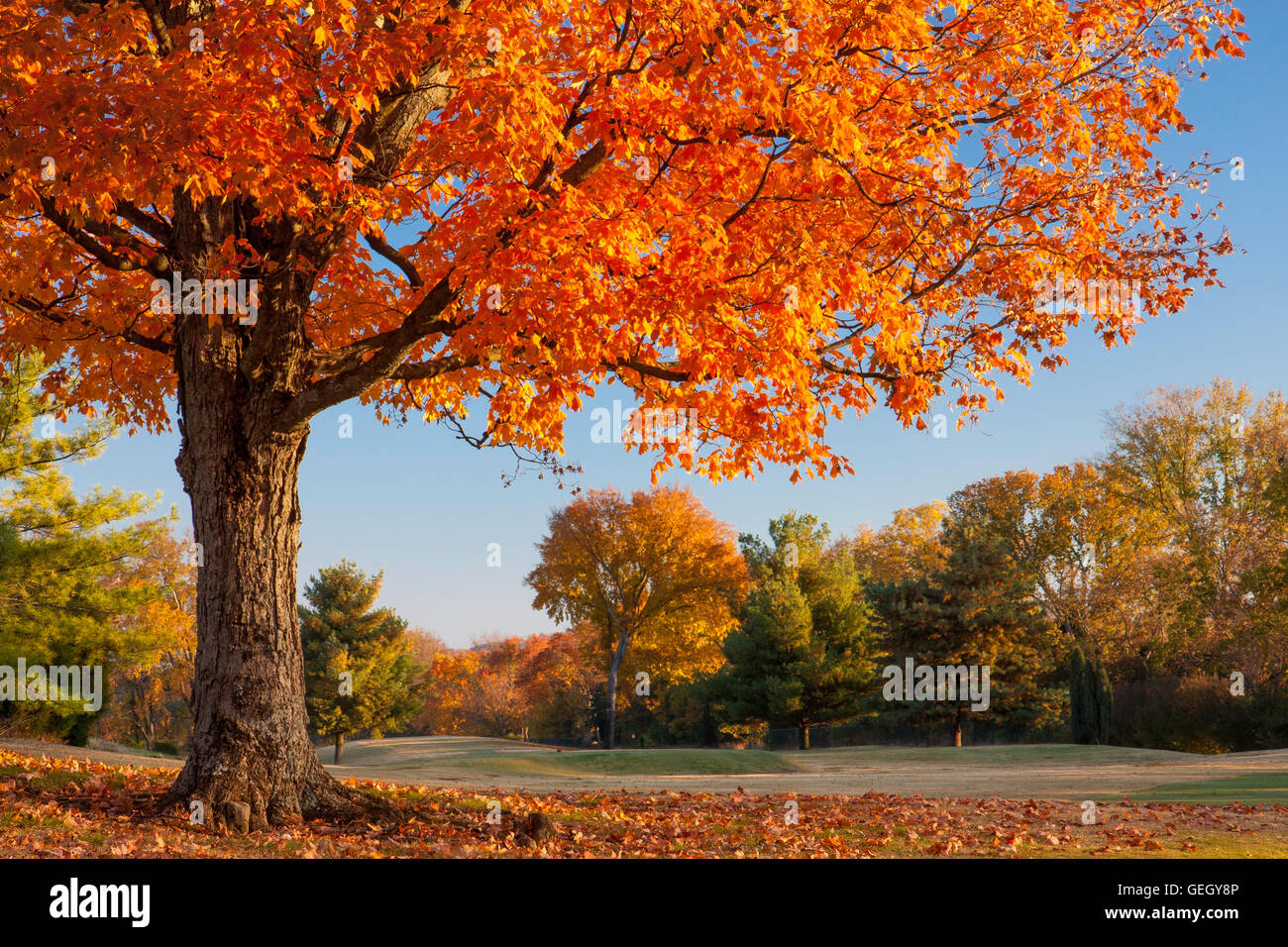 Autumn colors in Brentwood, Tennessee, USA Stock Photo