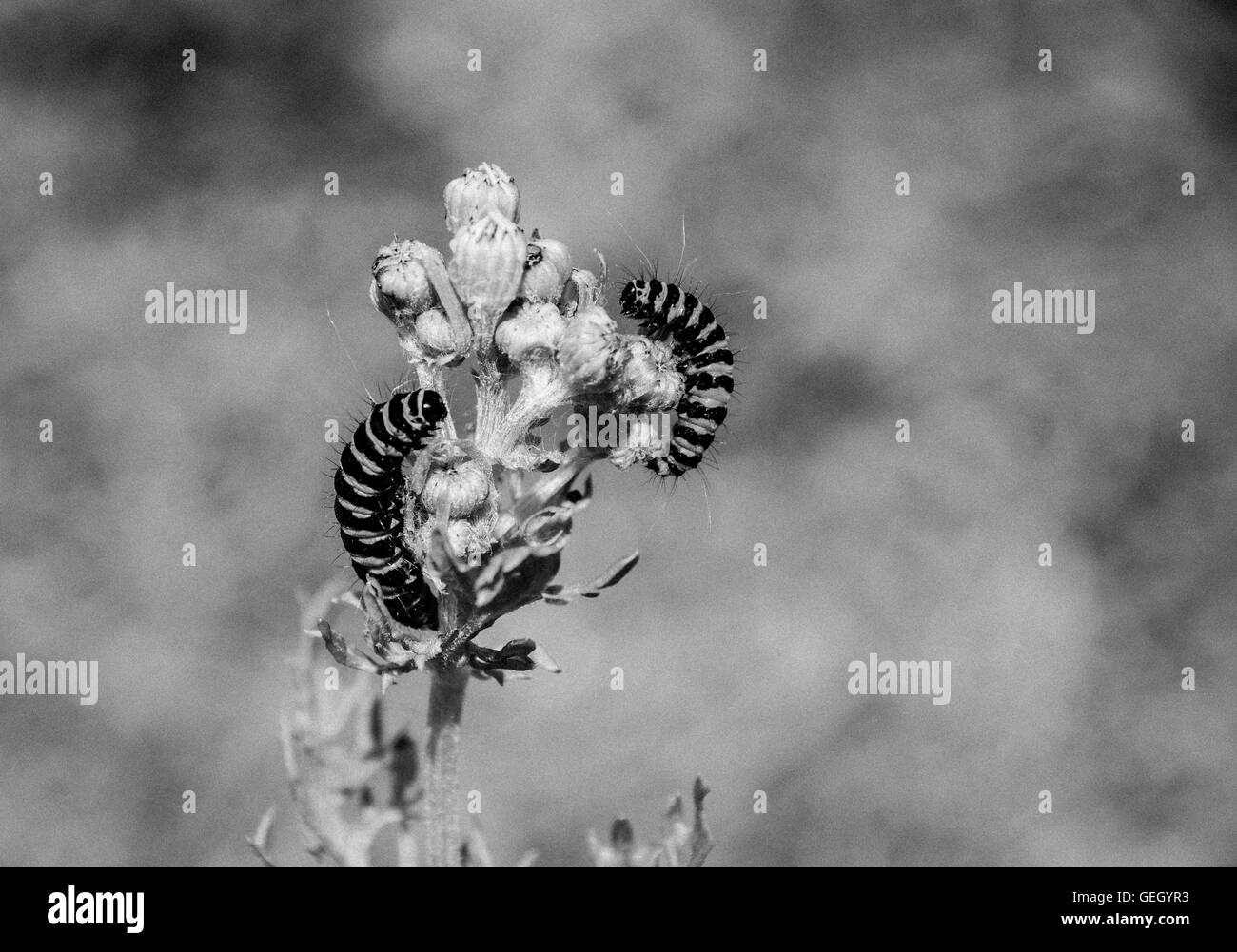 Black and white image of Cinnabar moth caterpillar Stock Photo