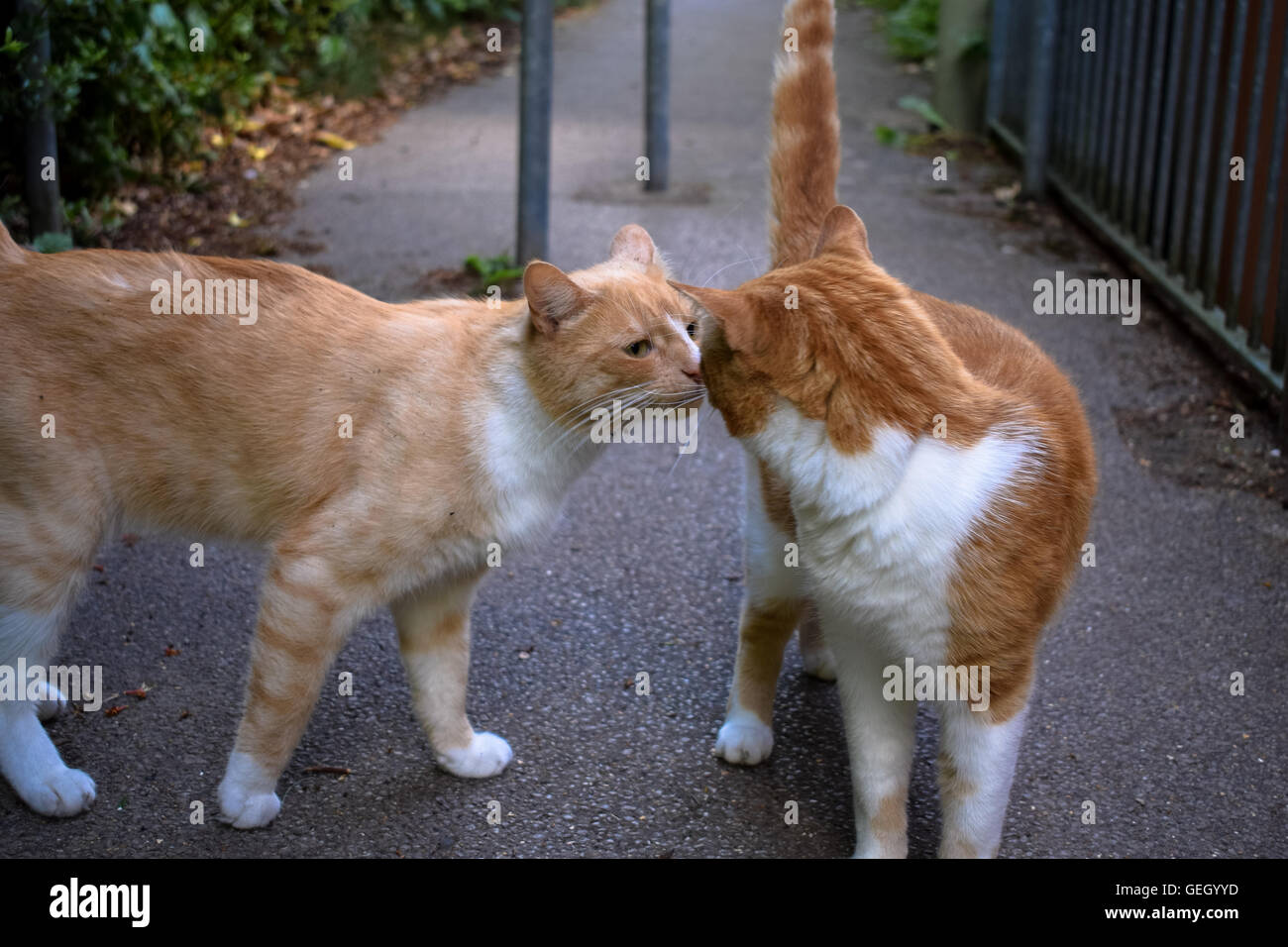 Two ginger cats greeting each other by smelling noses Stock Photo Alamy