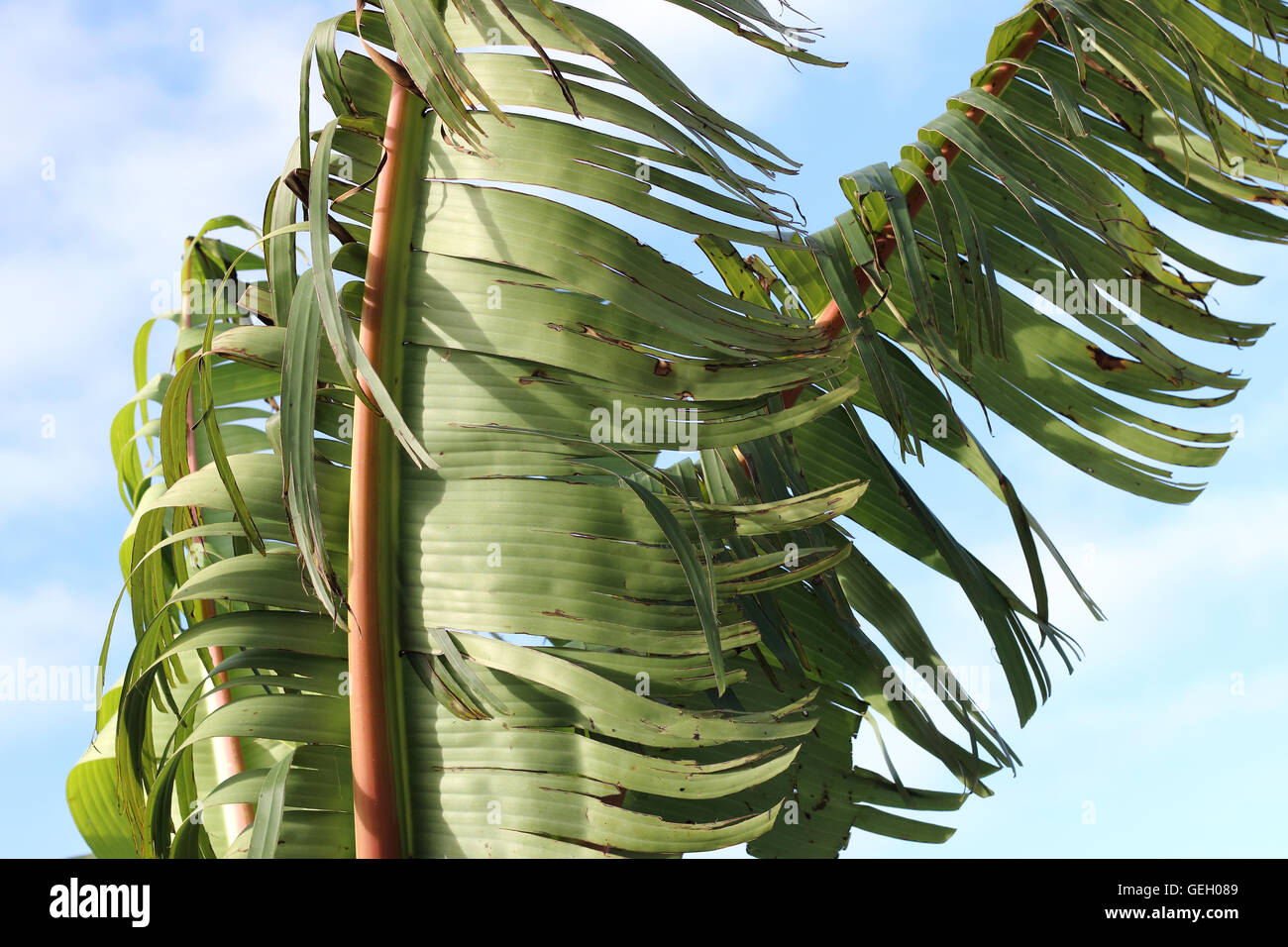 Torn and shredded banana leaves damaged by strong wind in winter time in Melbourne Victoria Australia Stock Photo