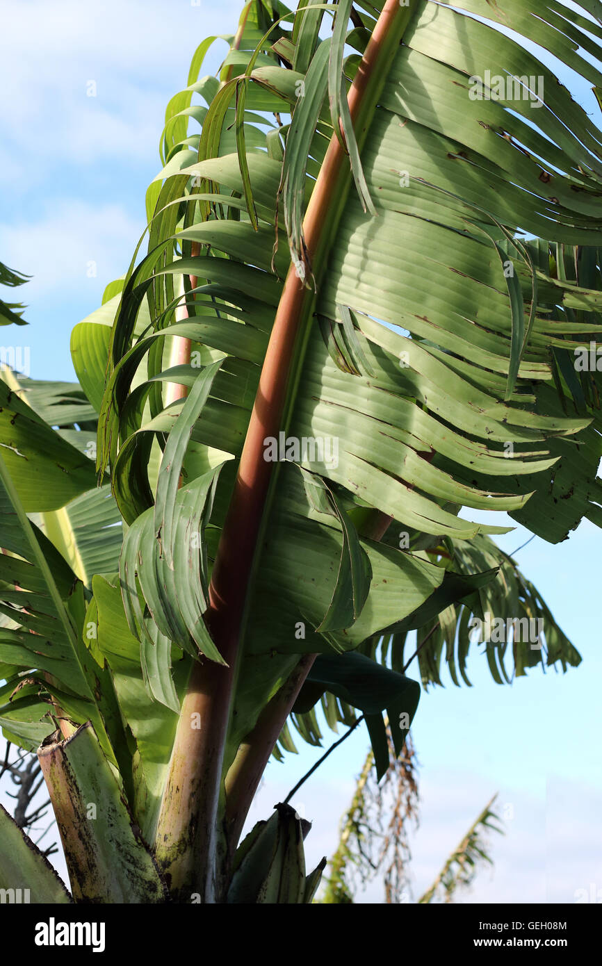 Close up of torn and shredded banana leaves damaged by strong wind in winter time in Melbourne Victoria Australia Stock Photo