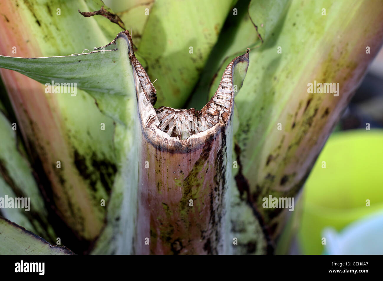 Close up image of f trimmed Ensete ventricosum, abyssinian banana leaf stem Stock Photo