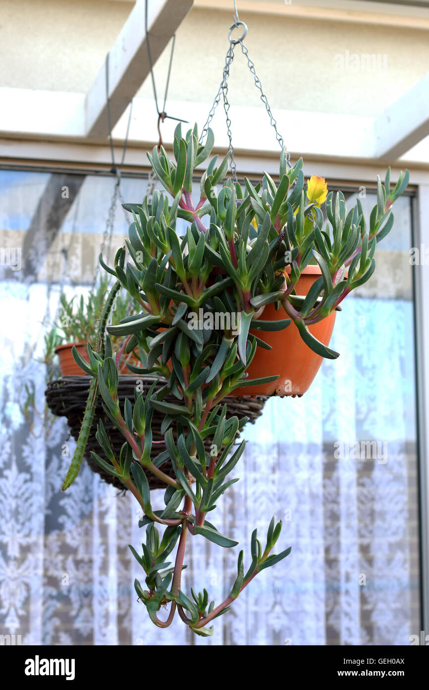 Ice plant or also known as Carpobrotus edulis succulent growing in hanging basket Stock Photo