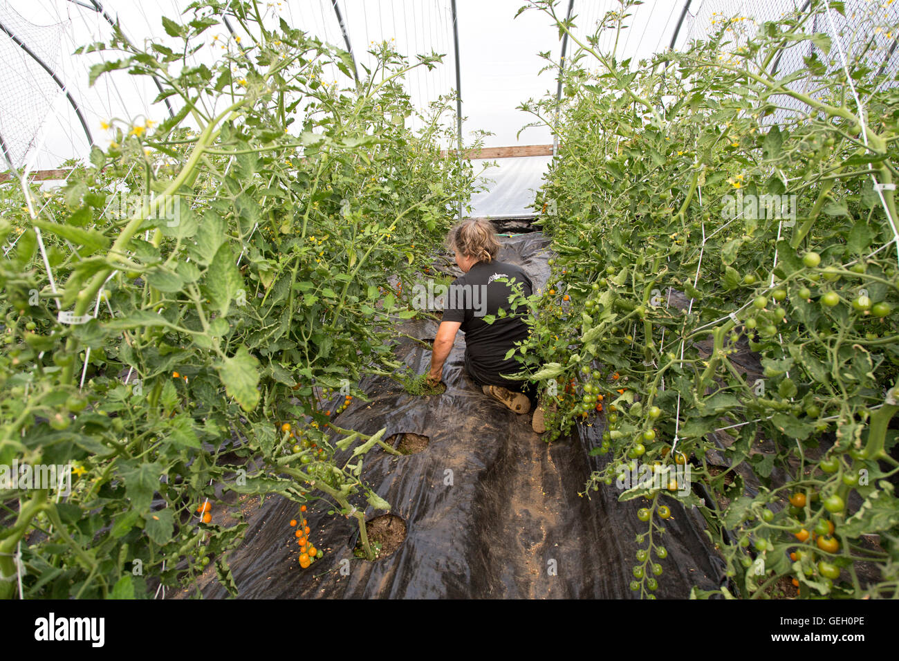 Female farmer, weeding trellised/climbing tomato plants in tunnel Stock