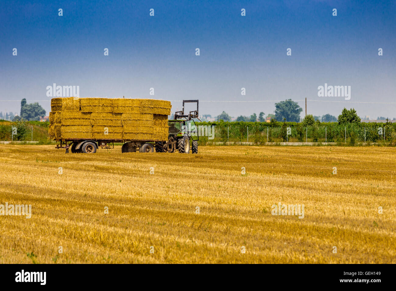 tractor is collecting the hay bales from the field and is loading them ...