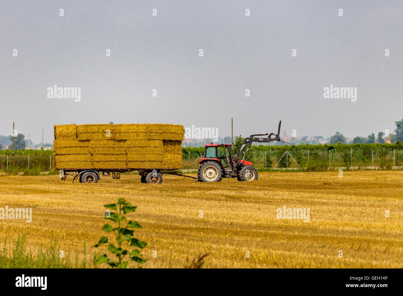 tractor is collecting the hay bales from the field and is loading them ...