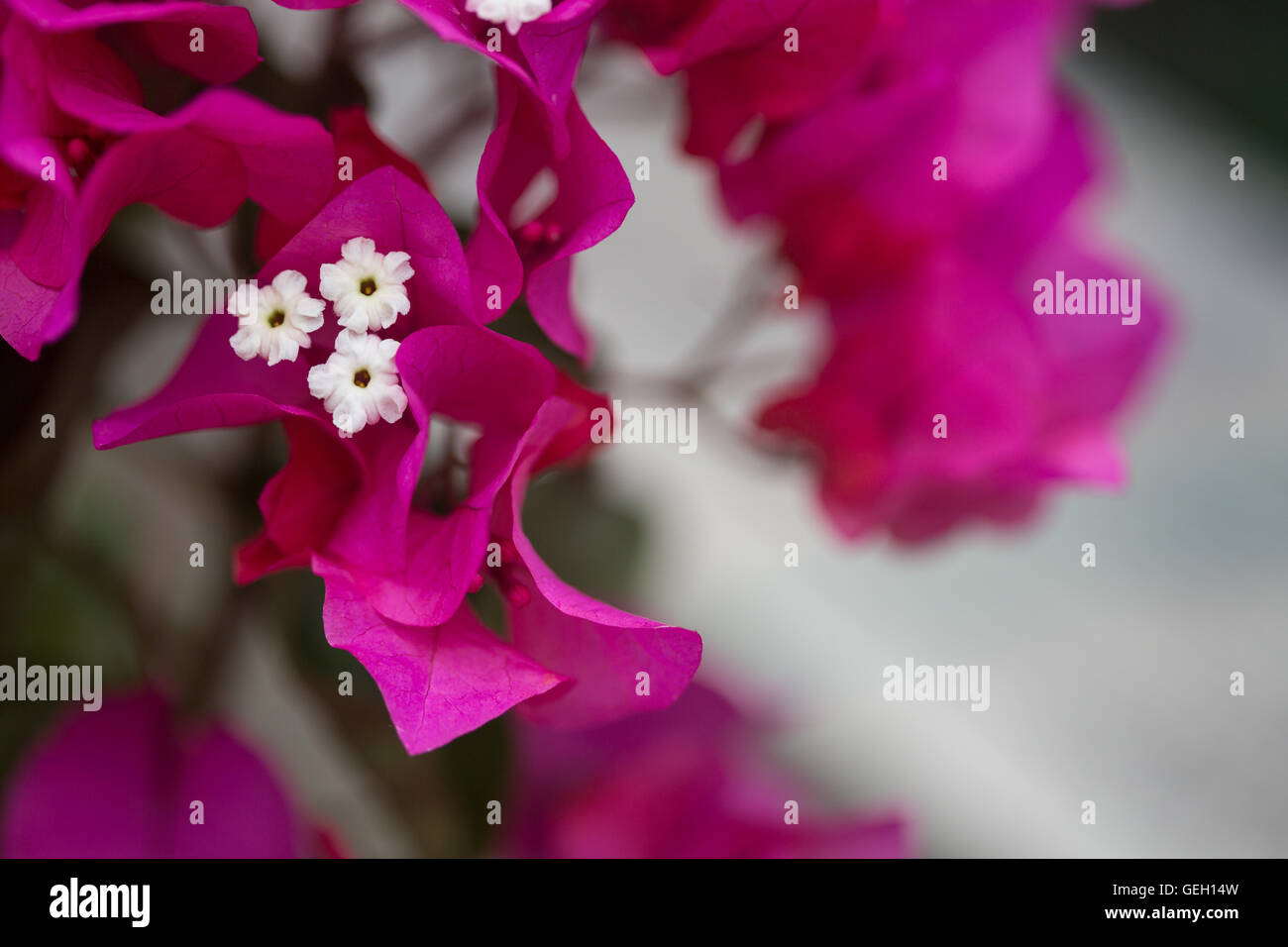Pink with white flowers hi-res stock photography and images - Alamy