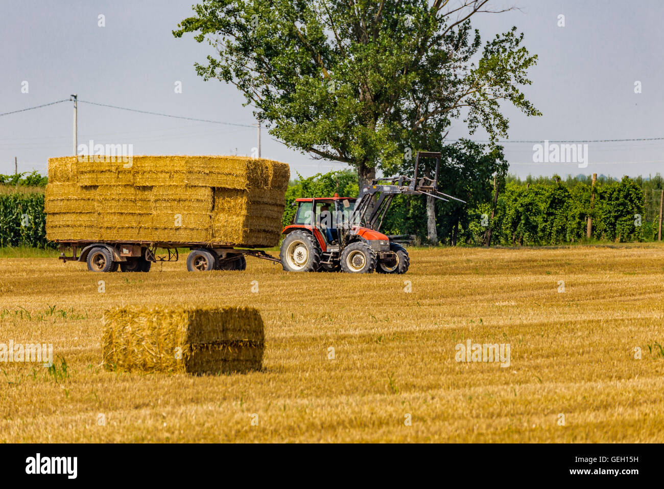 tractor is collecting the hay bales from the field and is loading them ...