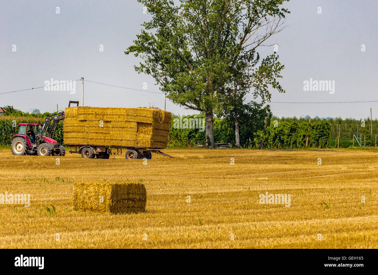 tractor is collecting the hay bales from the field and is loading them ...