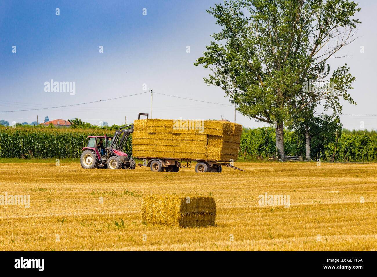 tractor is collecting the hay bales from the field and is loading them ...