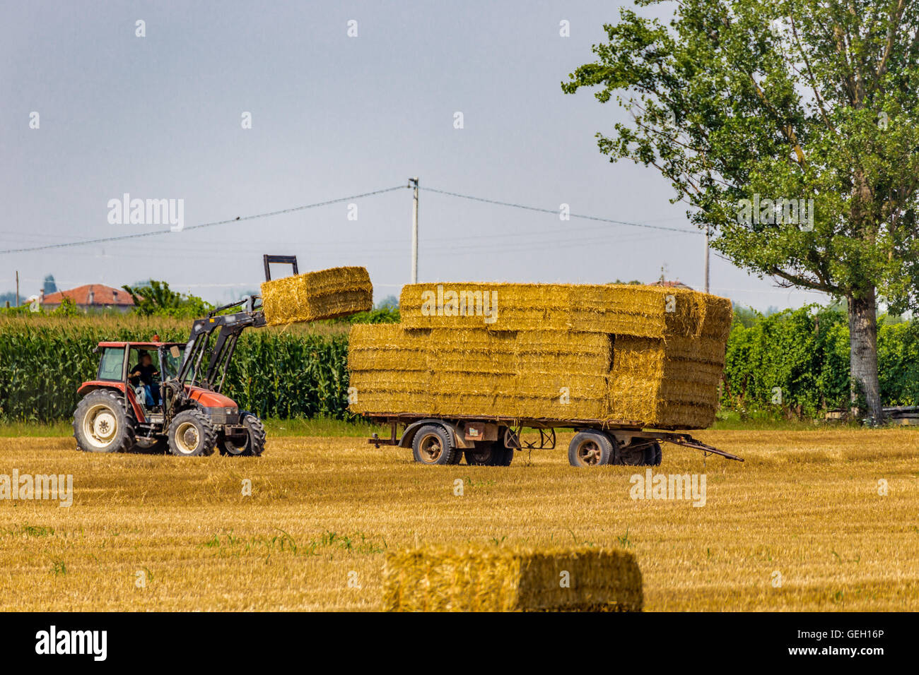 tractor is collecting the hay bales from the field and is loading them ...