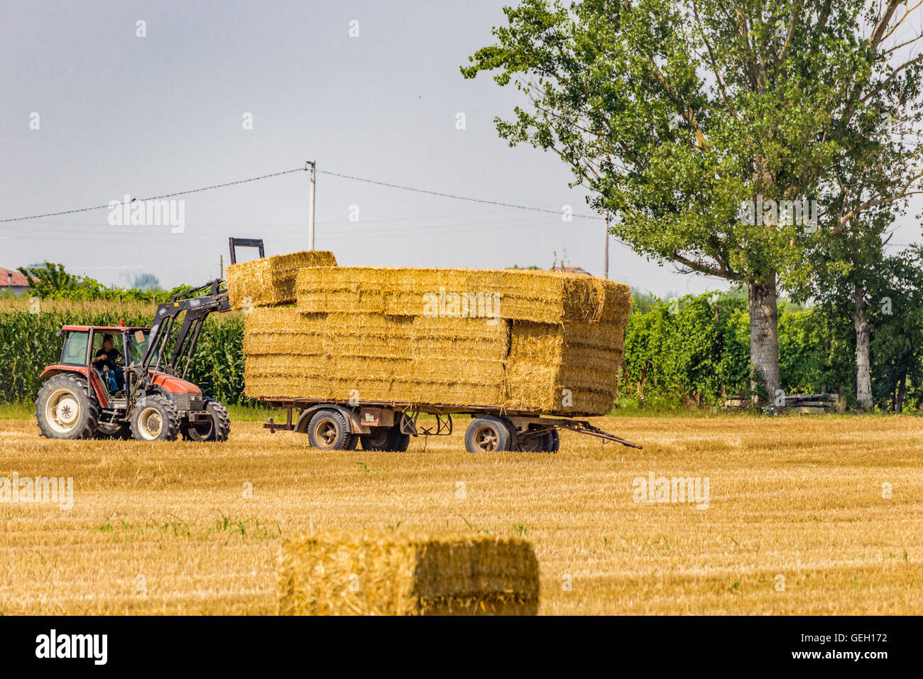 tractor is collecting the hay bales from the field and is loading them ...