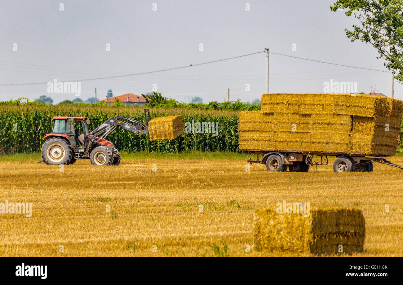tractor is collecting the hay bales from the field and is loading them ...