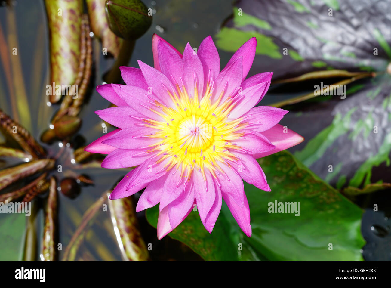 Lotus flower from top view hi-res stock photography and images - Alamy
