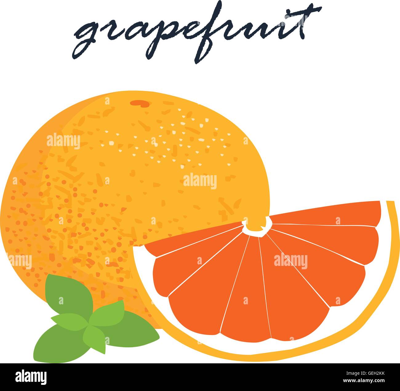 fresh grapefruit on white background vector illustration Stock Vector ...