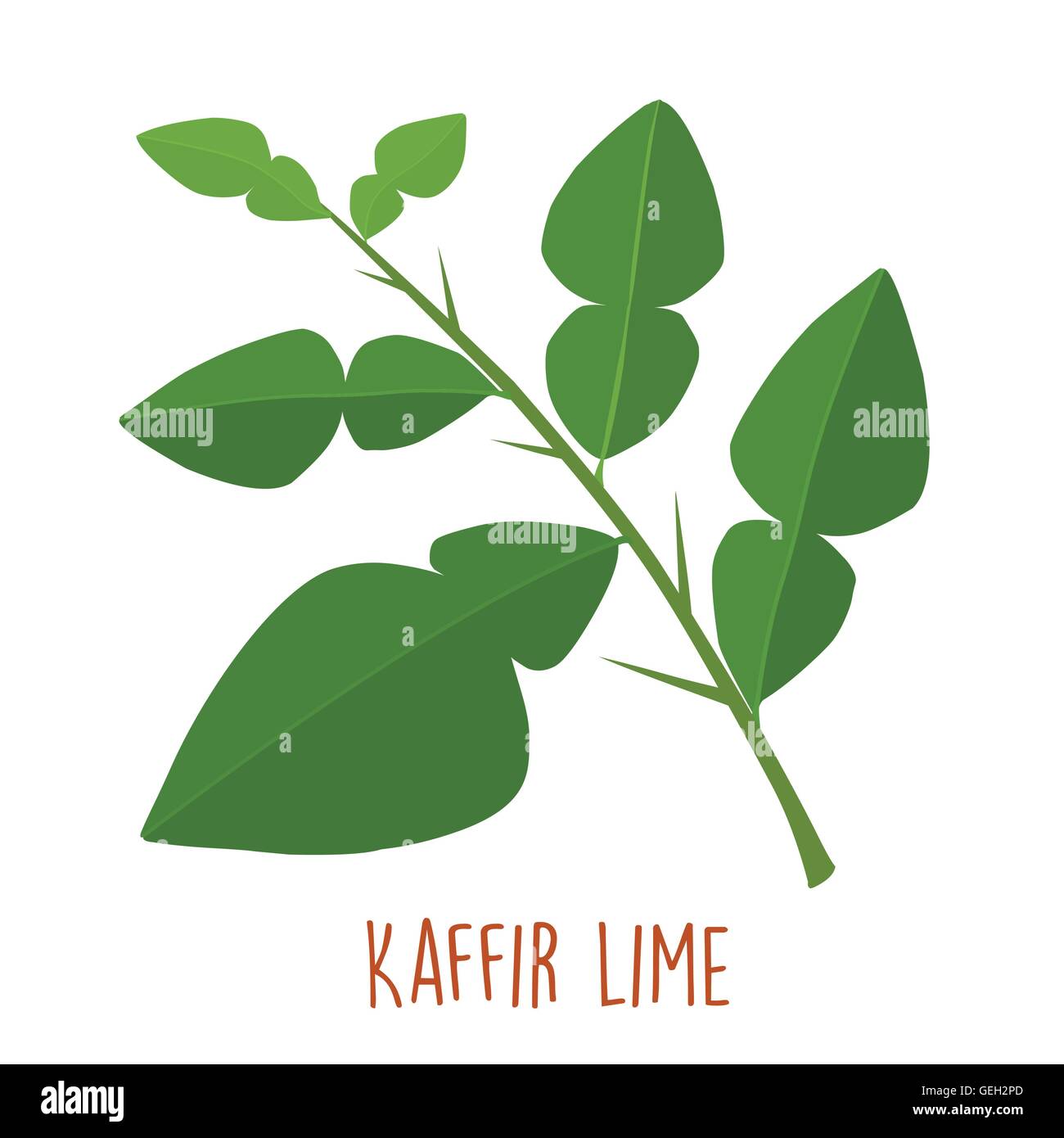 fresh green aromatic kaffir lime leaf vector illustration Stock Vector