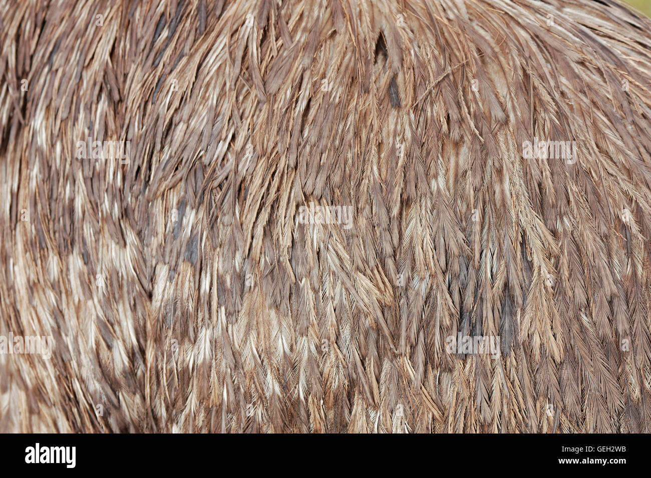 a close up view of emu feathers Stock Photo