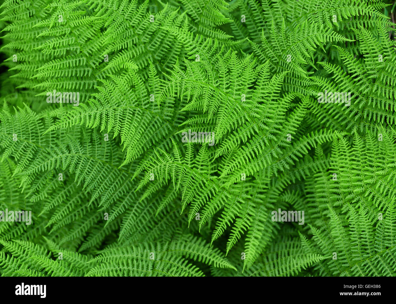 Green fresh fern background Stock Photo