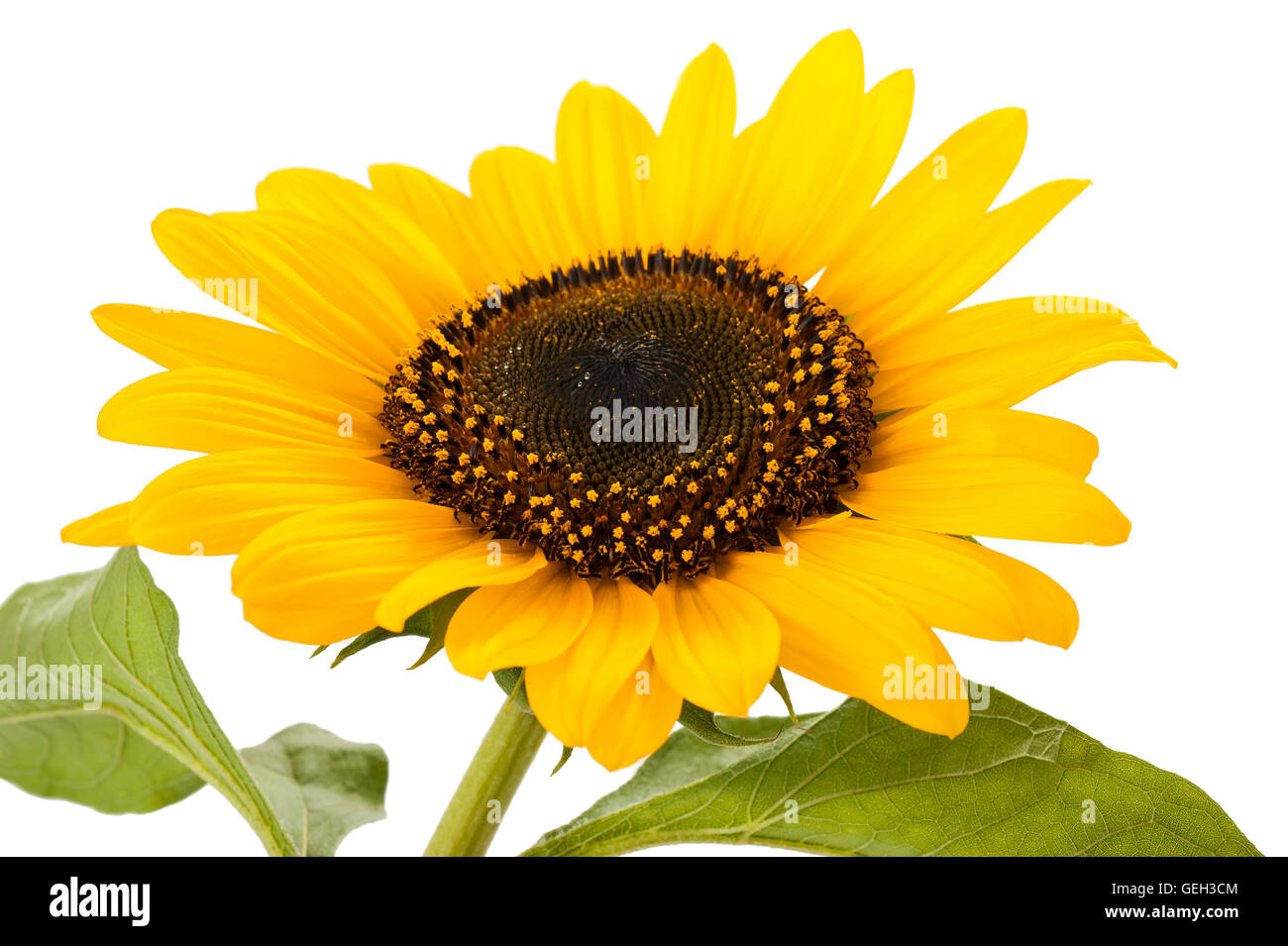 sunflower isolated on white background Stock Photo - Alamy